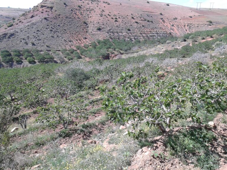 عرض العنب الدكالي وتين أحد أولاد فرج في معرض المنتوجات المجالية الجديدة